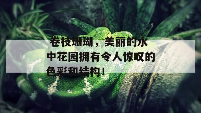  卷枝珊瑚，美丽的水中花园拥有令人惊叹的色彩和结构！