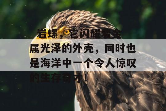   岩螺，它闪耀着金属光泽的外壳，同时也是海洋中一个令人惊叹的生存奇才！